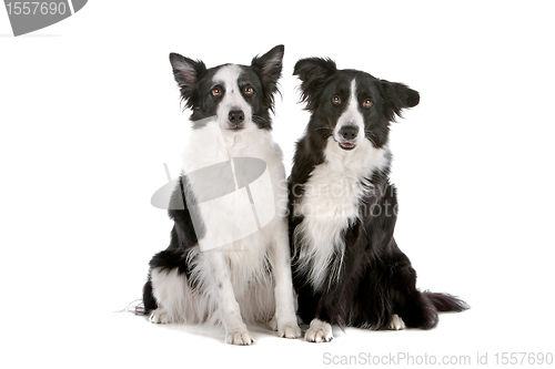 Image of two border collie sheepdogs