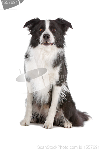 Image of border collie sheepdog