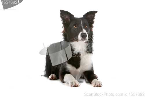 Image of border collie sheepdog