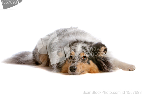 Image of Shetland Sheepdog, Sheltie