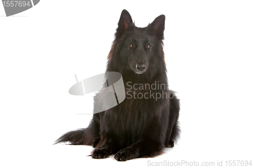 Image of Groenendaeler or black long haired Belgium shepherd