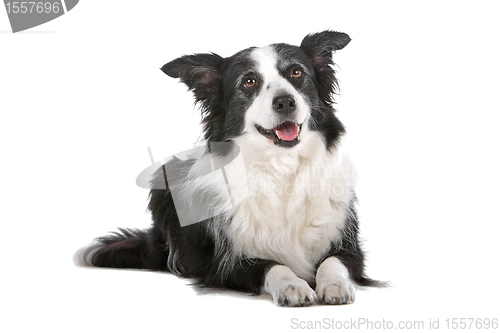 Image of border collie sheepdog