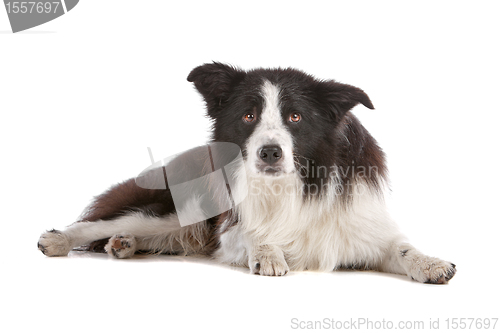 Image of border collie sheepdog