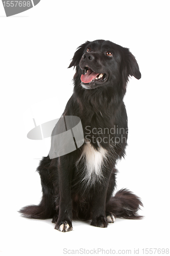 Image of border collie sheepdog