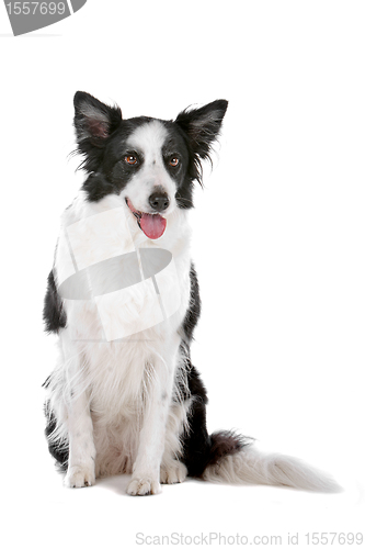 Image of border collie sheepdog