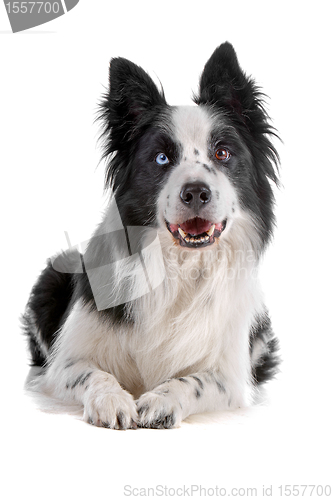 Image of border collie sheepdog