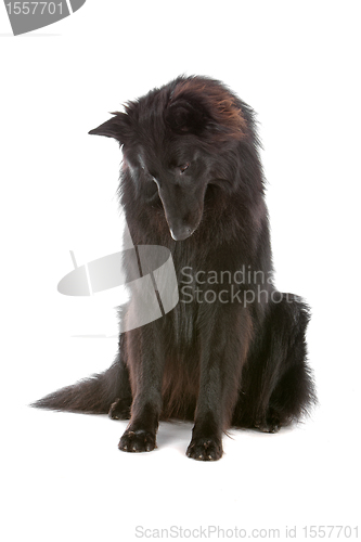 Image of Groenendaeler or black long haired Belgium shepherd