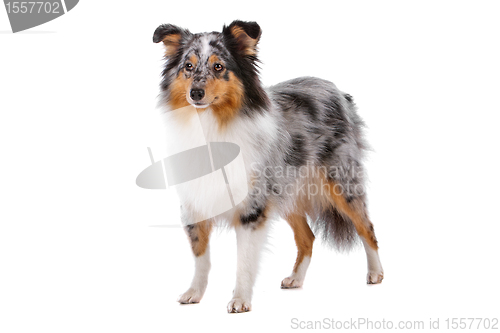 Image of Shetland Sheepdog, Sheltie