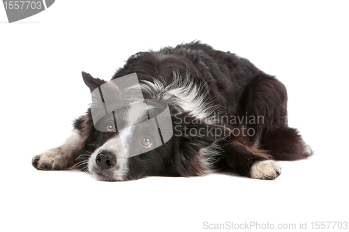 Image of border collie sheepdog