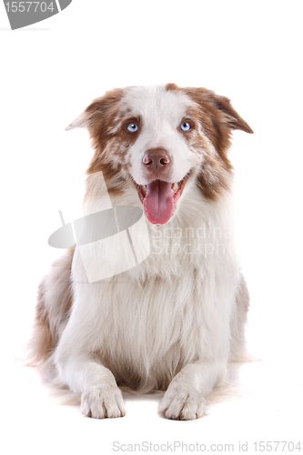 Image of border collie sheepdog