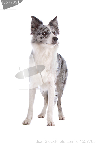 Image of border collie sheepdog