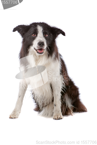 Image of border collie sheepdog