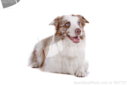 Image of border collie sheepdog