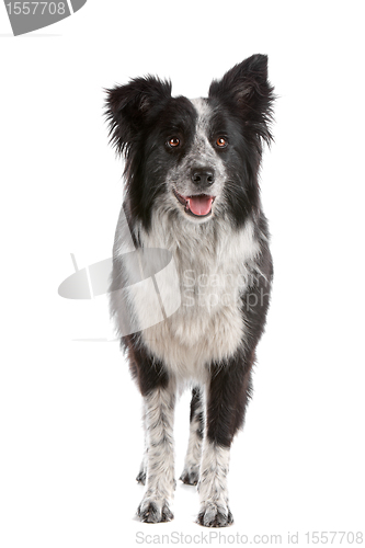 Image of border collie sheepdog