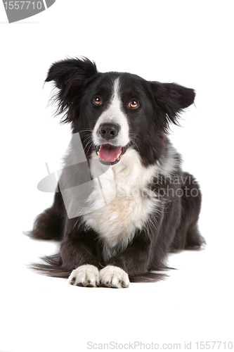 Image of border collie sheepdog