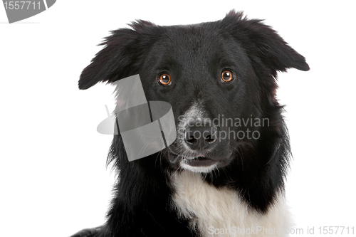 Image of border collie sheepdog