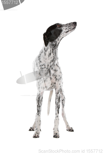 Image of white Greyhound dog with black spots