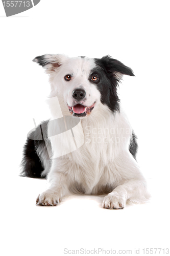 Image of border collie sheepdog