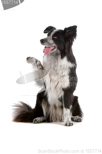 Image of border collie sheepdog