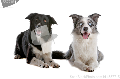 Image of two border collie sheepdogs