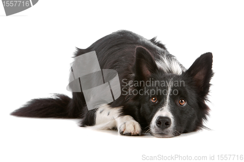 Image of border collie sheepdog