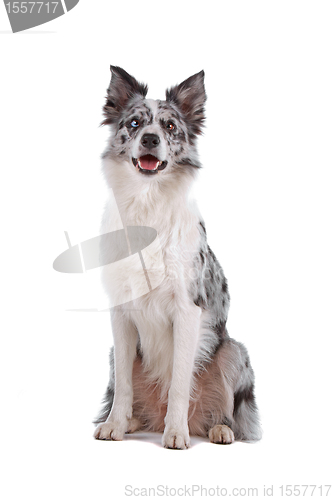 Image of border collie sheepdog