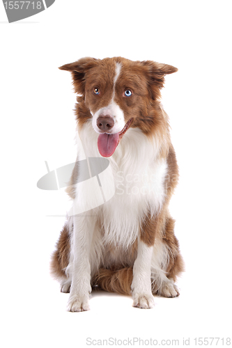 Image of border collie sheepdog