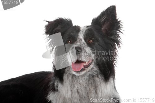 Image of border collie sheepdog