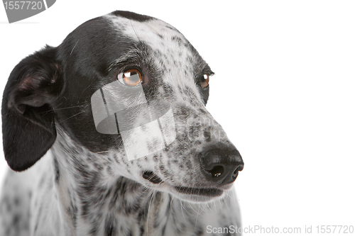 Image of white Greyhound dog with black spots