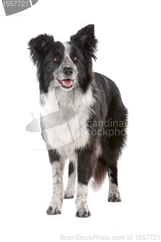 Image of border collie sheepdog