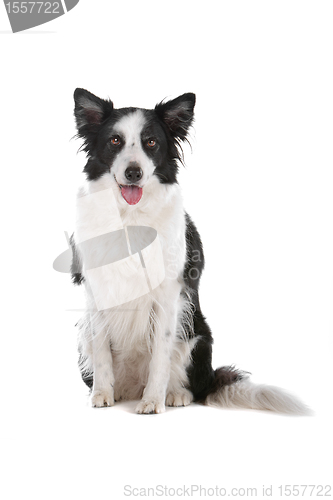 Image of border collie sheepdog