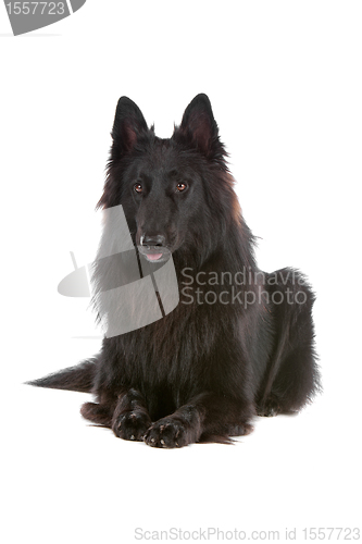 Image of Groenendaeler or black long haired Belgium shepherd