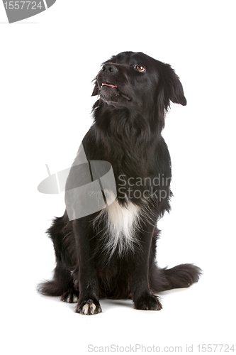 Image of border collie sheepdog