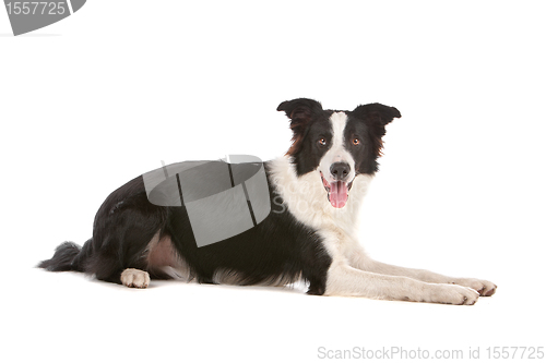 Image of border collie sheepdog