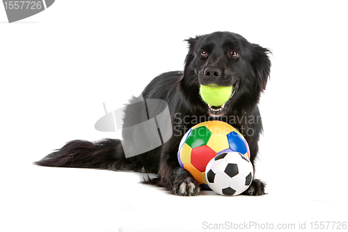 Image of border collie sheepdog