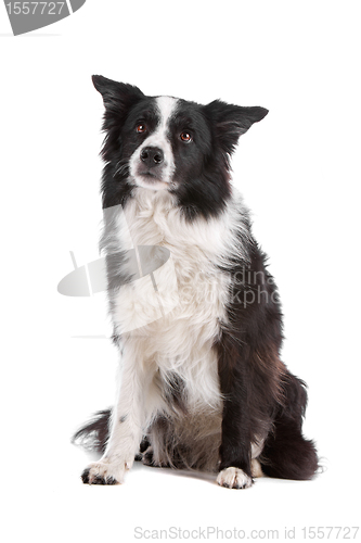 Image of border collie sheepdog