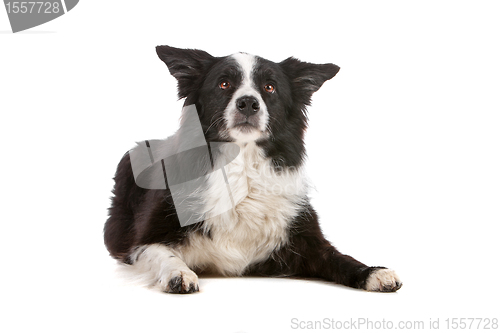 Image of border collie sheepdog