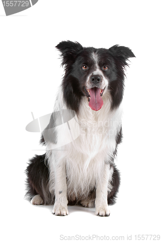 Image of border collie sheepdog