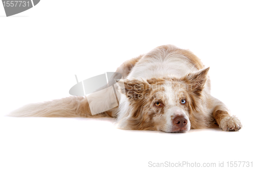 Image of border collie sheepdog