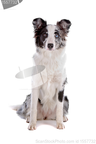 Image of border collie sheepdog