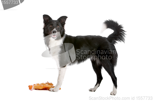 Image of border collie sheepdog