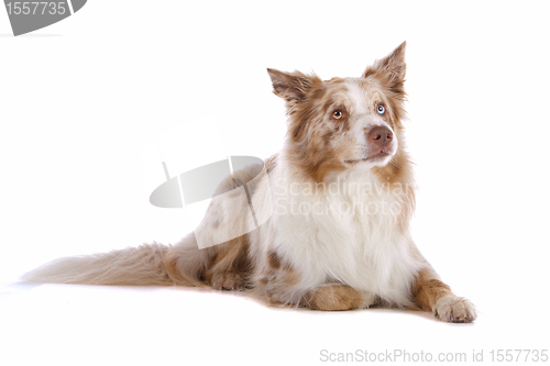 Image of border collie sheepdog