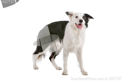 Image of border collie sheepdog