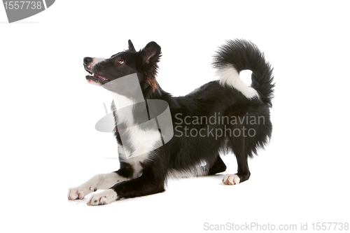 Image of border collie sheepdog