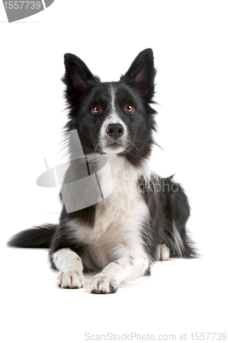 Image of border collie sheepdog