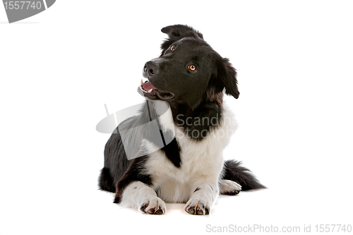 Image of border collie sheepdog