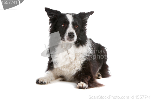 Image of border collie sheepdog