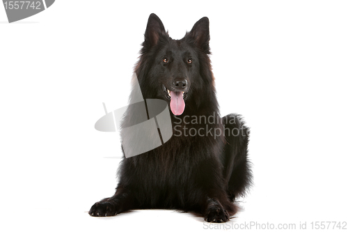 Image of Groenendaeler or black long haired Belgium shepherd