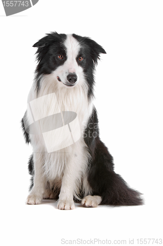 Image of border collie sheepdog