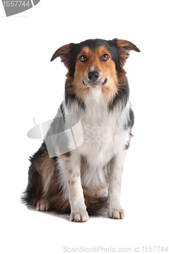 Image of border collie sheepdog